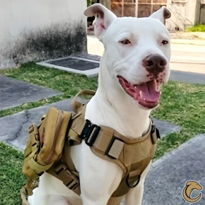 harnais-pour-chien-tactique-militaire-brun-pit-bull-terrier